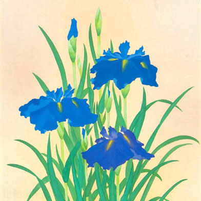 菖蒲　浅井新明【直筆作品】